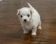 Maltese Puppies for sale in Hazle Township, PA 18201, USA. price: $2,000