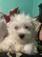 Maltese Puppies for sale in Newport, PA 17074, USA. price: $80,000