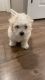 Maltese Puppies for sale in Woodstock, IL 60098, USA. price: $950
