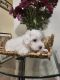 Maltese Puppies for sale in Murrieta, CA, USA. price: $850