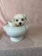 Maltese Puppies for sale in Boca Raton, FL, USA. price: $2,500