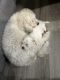 Maltese Puppies for sale in Henderson, NV, USA. price: NA