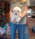 Maltese Puppies for sale in York, South Carolina. price: NA
