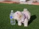 Maltese Puppies for sale in Palmdale, California. price: $800