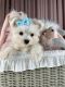 Maltese Puppies for sale in Boca Raton, FL, USA. price: $2,550
