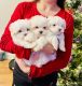 Maltese Puppies for sale in Huntley, Illinois. price: $1,500