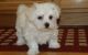 Maltese Puppies for sale in Beaufort, South Carolina. price: $550
