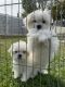 Maltese Puppies for sale in Norco, California. price: $3,500