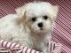 Maltese Puppies for sale in Jonestown, TX, USA. price: $1,000