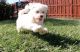 Maltese Puppies for sale in Hilton Head Island, South Carolina. price: $400