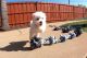 Maltese Puppies for sale in Charleston, South Carolina. price: $400