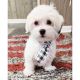 Maltese Puppies for sale in East Los Angeles, California. price: $1,200