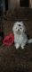 Maltese Puppies for sale in Calhoun, GA, USA. price: $2,500