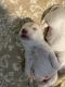 Maltese Puppies for sale in Council Bluffs, Iowa. price: NA