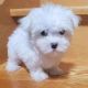 Maltese Puppies for sale in Detroit, Michigan. price: $400