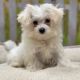 Maltese Puppies for sale in Addison, Michigan. price: $500