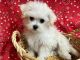 Maltese Puppies for sale in Jonestown, TX, USA. price: $2,400