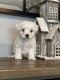Maltese Puppies for sale in Sacramento, California. price: $550