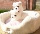 Maltese Puppies for sale in Sacramento, California. price: $950