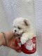 Maltese Puppies for sale in Apollo Beach, Florida. price: $1,750