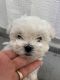 Maltese Puppies for sale in Apollo Beach, Florida. price: $1,900