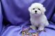 Maltese Puppies for sale in Minneapolis, Minnesota. price: $950