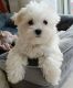 Maltese Puppies for sale in Montgomery, Alabama. price: $500