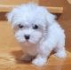 Maltese Puppies for sale in New York, New York. price: $500