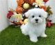 Maltese Puppies for sale in Livonia, Michigan. price: $900