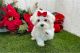 Maltese Puppies for sale in Baytown, Texas. price: $900