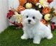 Maltese Puppies for sale in Cape Canaveral, Florida. price: $900