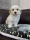 Maltese Puppies for sale in Loudonville, New York. price: $600