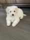 Maltese Puppies for sale in Fairfield, California. price: $500