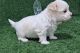 Maltese Puppies for sale in Alpharetta, Georgia. price: $1,800