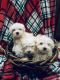 Maltese Puppies for sale in Cincinnati, Ohio. price: $400