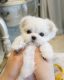 Maltese Puppies for sale in Las Vegas, Nevada. price: $500