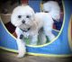 Maltese Puppies for sale in Rochester Hills, Michigan. price: $2,000