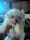 Maltese Puppies for sale in Freeport, Texas. price: $1,000