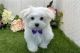 Maltese Puppies for sale in Los Angeles, California. price: $350