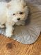 Maltese Puppies for sale in Rochester, Minnesota. price: $1,050