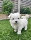 Maltese Puppies for sale in Albany, New York. price: NA