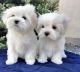 Maltese Puppies for sale in Houston, Texas. price: $400