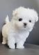 Maltese Puppies for sale in Cincinnati, Ohio. price: $500