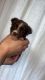 Maltese Puppies for sale in Bowling Green, Kentucky. price: $400