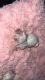 Maltese Puppies for sale in Bowling Green, Kentucky. price: $700