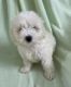 Maltese Puppies for sale in Townsville, Queensland. price: $2,000