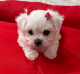 Maltese Puppies for sale in Palmdale, California. price: $1,200