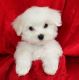 Maltese Puppies for sale in Branford, Connecticut. price: $400