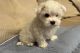 Maltese Puppies for sale in Silver Spring, Maryland. price: $500