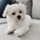 Maltese Puppies for sale in Toronto, Ontario. price: $1,200